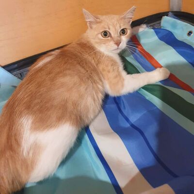 Sanftes Katze Ruby sucht ihre lieben Menschen, EKH - Katze