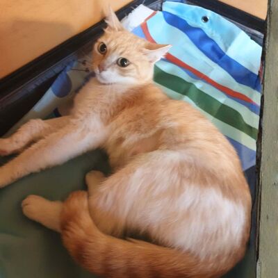 Sanftes Katze Ruby sucht ihre lieben Menschen, EKH - Katze