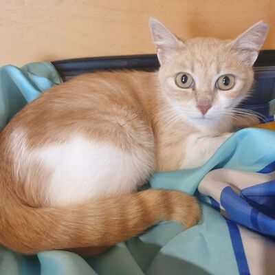 Sanftes Katze Ruby sucht ihre lieben Menschen, EKH - Katze