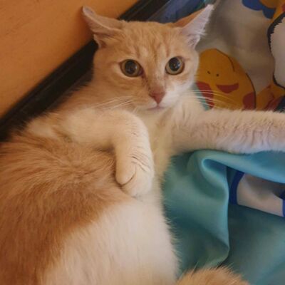 Sanftes Katze Ruby sucht ihre lieben Menschen, EKH - Katze