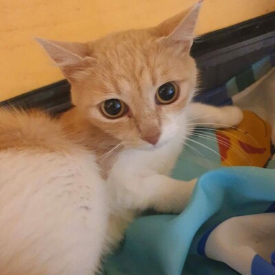 Sanftes Katze Ruby sucht ihre lieben Menschen, EKH - Katze