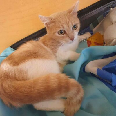 Sanftes Katze Ruby sucht ihre lieben Menschen, EKH - Katze