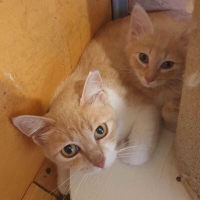 Sanftes Katze Ruby sucht ihre lieben Menschen, EKH - Katze