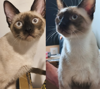 Saphir und Pearl, gemeinsam auf der Suche nach Iher Familie