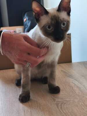 Saphir und Pearl, gemeinsam auf der Suche nach Iher Familie, EHK Jungtier - Kater
