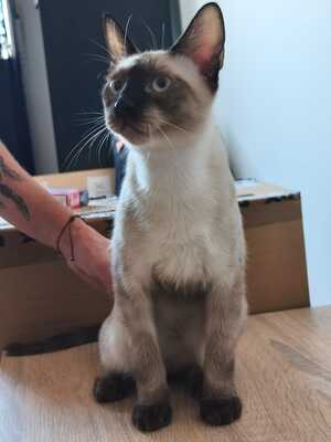Saphir und Pearl, gemeinsam auf der Suche nach Iher Familie, EHK Jungtier - Kater