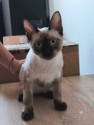 Saphir und Pearl, gemeinsam auf der Suche nach Iher Familie, EHK Jungtier - Kater