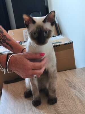 Saphir und Pearl, gemeinsam auf der Suche nach Iher Familie, EHK Jungtier - Kater