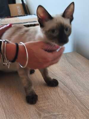 Saphir und Pearl, gemeinsam auf der Suche nach Iher Familie, EHK Jungtier - Kater