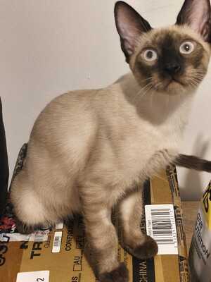 Saphir und Pearl, gemeinsam auf der Suche nach Iher Familie, EHK Jungtier - Kater