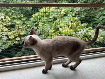 Saphir und Pearl, gemeinsam auf der Suche nach Iher Familie, EHK Jungtier - Kater