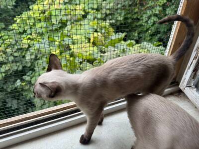 Saphir und Pearl, gemeinsam auf der Suche nach Iher Familie, EHK Jungtier - Kater