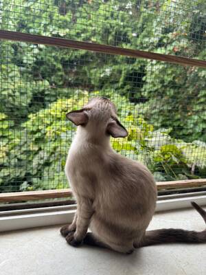 Saphir und Pearl, gemeinsam auf der Suche nach Iher Familie, EHK Jungtier - Kater