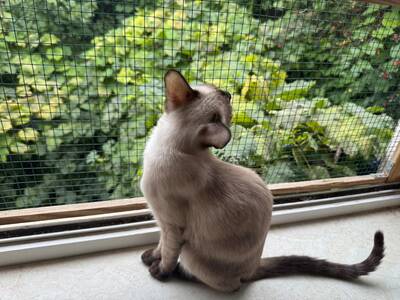 Saphir und Pearl, gemeinsam auf der Suche nach Iher Familie, EHK Jungtier - Kater