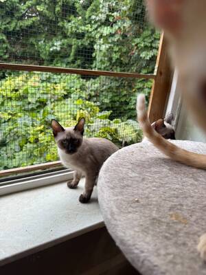 Saphir und Pearl, gemeinsam auf der Suche nach Iher Familie, EHK Jungtier - Kater
