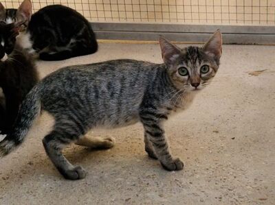 Sardi (geb. Mai 26) EKH-Katze, EKH - Katze
