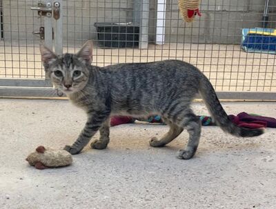 Sardi (geb. Mai 26) EKH-Katze, EKH - Katze