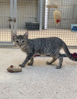 Sardi (geb. Mai 26) EKH-Katze, EKH - Katze