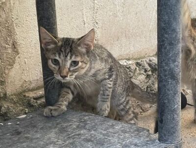 Sardi (geb. Mai 26) EKH-Katze, EKH - Katze