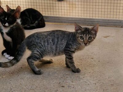 Sardi (geb. Mai 26) EKH-Katze, EKH - Katze
