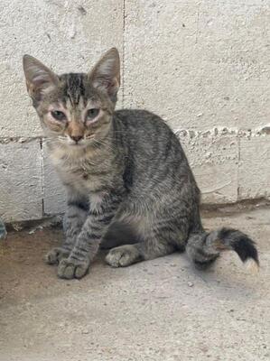 Sardi (geb. Mai 26) EKH-Katze, EKH - Katze