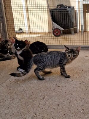 Sardi (geb. Mai 26) EKH-Katze, EKH - Katze