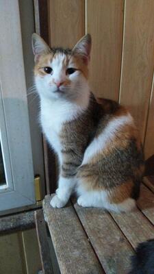 Sari, Mischling - Katze