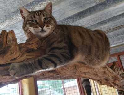Schmusebacke Cassie bei MUC (ALM) - Katze