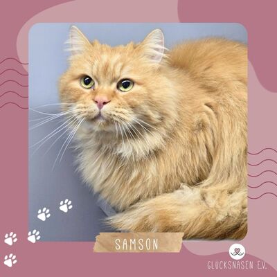 Schmusekater Samson sucht sein Körbchen, Langhaar-Mix - Kater