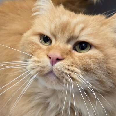 Schmusekater Samson sucht sein Körbchen, Langhaar-Mix - Kater