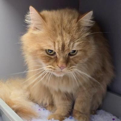 Schmusekater Samson sucht sein Körbchen, Langhaar-Mix - Kater