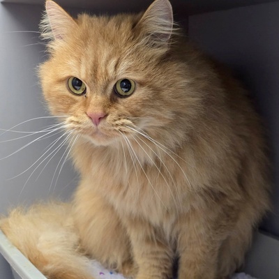 Schmusekater Samson sucht sein Körbchen, Langhaar-Mix - Kater