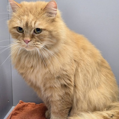 Schmusekater Samson sucht sein Körbchen, Langhaar-Mix - Kater