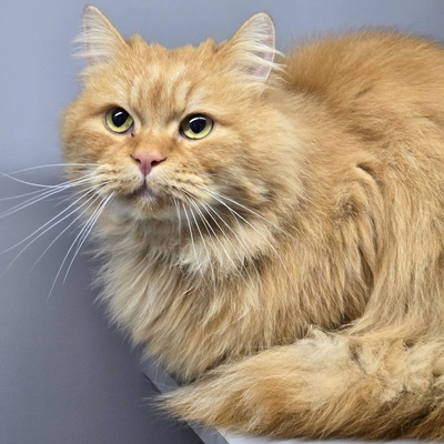 Schmusekater Samson sucht sein Körbchen, Langhaar-Mix - Kater