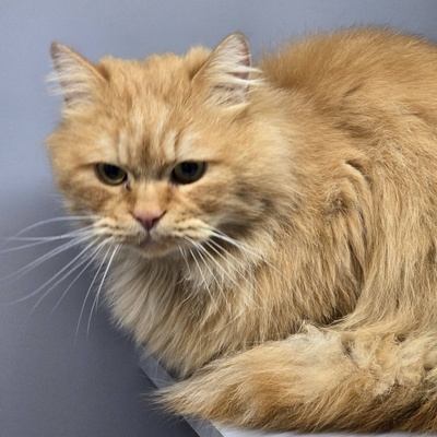 Schmusekater Samson sucht sein Körbchen, Langhaar-Mix - Kater