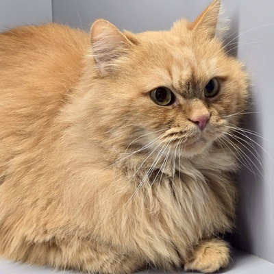 Schmusekater Samson sucht sein Körbchen, Langhaar-Mix - Kater