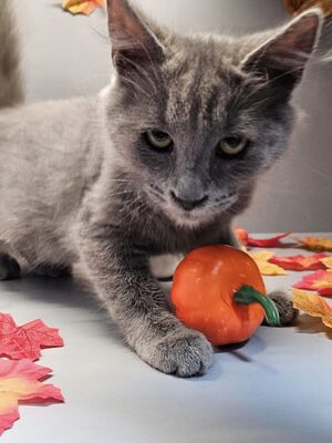 Schmusekater Yoshi wartet auf Dich, EKH - Kater