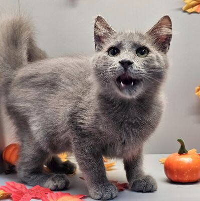 Schmusekater Yoshi wartet auf Dich, EKH - Kater