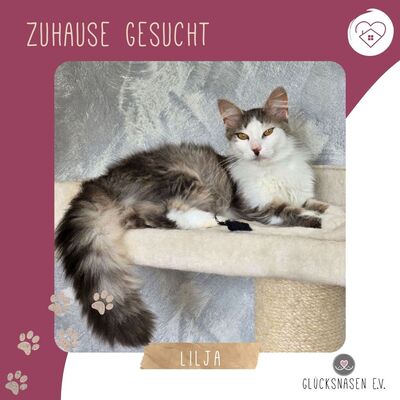 Schmusekatze Lilja sucht Dich