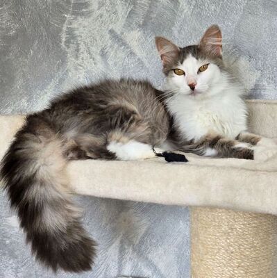 Schmusekatze Lilja sucht Dich, EKH - Katze