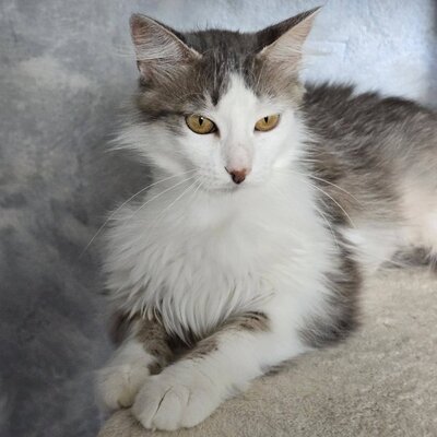Schmusekatze Lilja sucht Dich, EKH - Katze