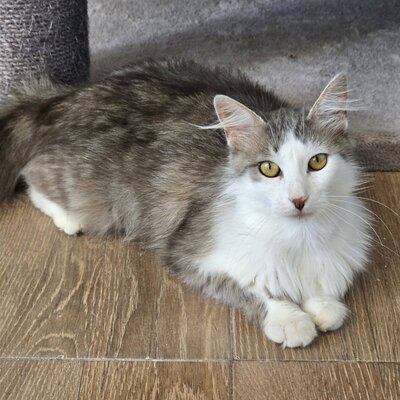 Schmusekatze Lilja sucht Dich, EKH - Katze