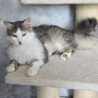 Schmusekatze Lilja sucht Dich, EKH - Katze