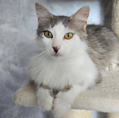 Schmusekatze Lilja sucht Dich, EKH - Katze