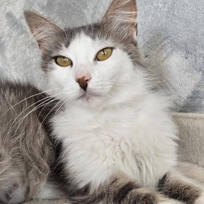 Schmusekatze Lilja sucht Dich, EKH - Katze