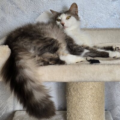 Schmusekatze Lilja sucht Dich, EKH - Katze