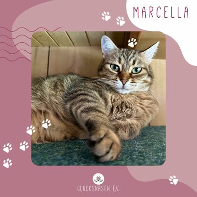 Schmusekatze Marcella hofft auf Post, EKH - Katze