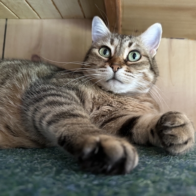 Schmusekatze Marcella hofft auf Post, EKH - Katze