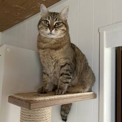 Schmusekatze Marcella hofft auf Post, EKH - Katze