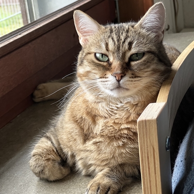 Schmusekatze Marcella hofft auf Post, EKH - Katze